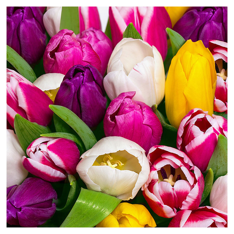  Paper+Design Luncheon-Servietten mit Tulpen-Print