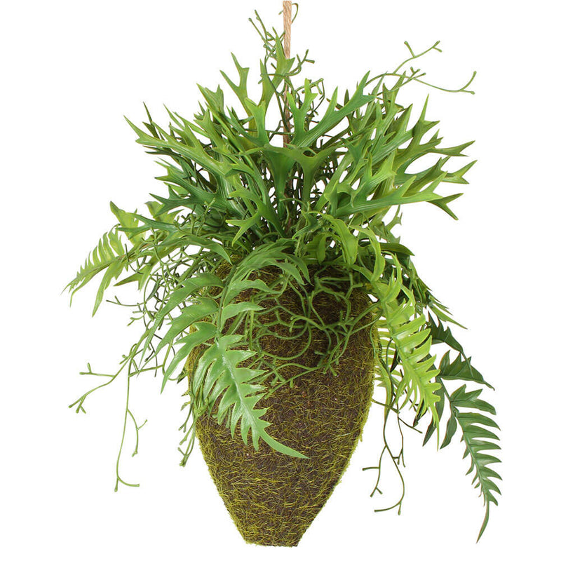 Moana Kokedama gemischt hängend